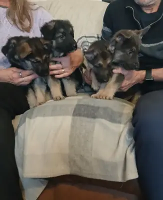 Stunning German Shepherd pups