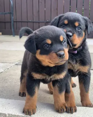 PEDIGREE ROTTWEILER PUPPIESS