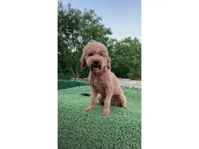 成熟棕色贵宾母犬寻找稳定家庭