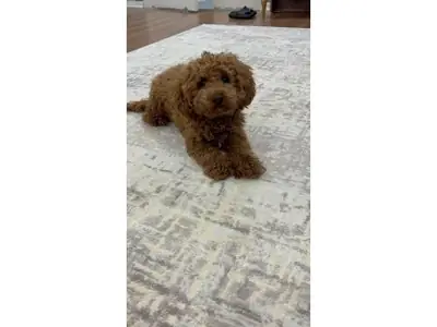 成年棕色贵宾公犬寻找永久家庭