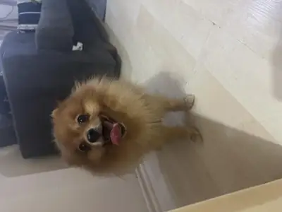 成年白色博美女犬寻找新家庭