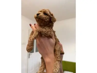 性格平衡的棕色玩具贵宾公犬