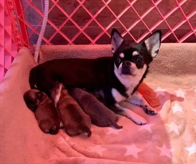 4 chihuahuas pequeños como regalo