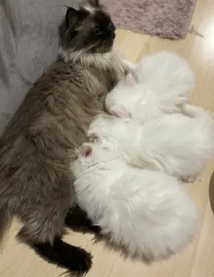Hay 3 gatitos persas disponibles.