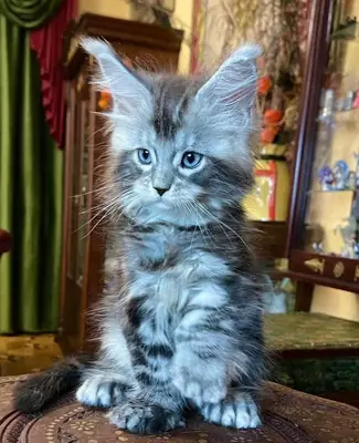 Big, beautiful, and loving — Maine Coon kittens available now!
