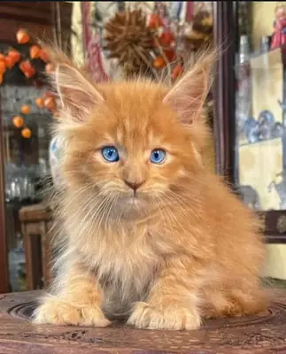 Maine Coon kittens ready for their forever home