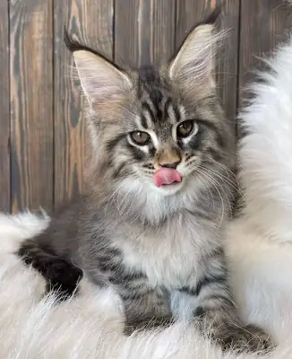 Beautiful Maine Coon Kittens Available – Male & Female