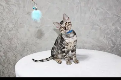 Bengal Kitten for sale