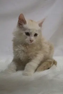 Maine Coon Cats for Sale: Lovely and Lively Companions