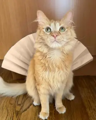 Maine coons cats for sale