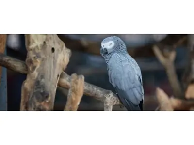 Regalo de un loro gris de Gabón