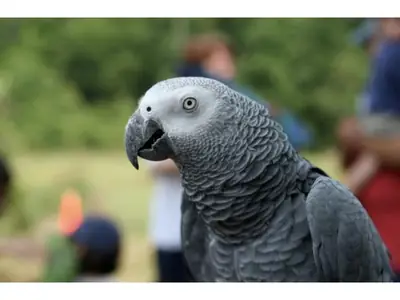 adorable perroquet gris du gabon  a ceder