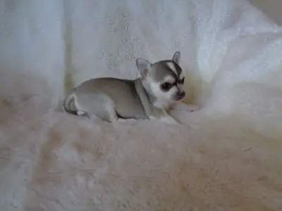 Precioso cachorro de chihuahua en venta