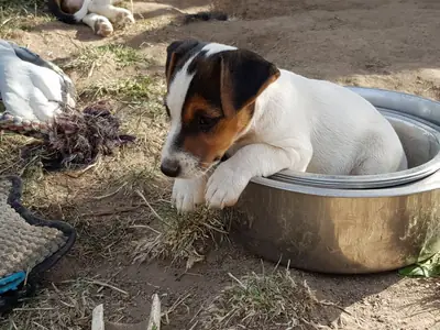 华丽的杰克拉塞尔梗