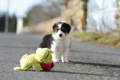 muy bonita cachorra de pastor australiano en adopción