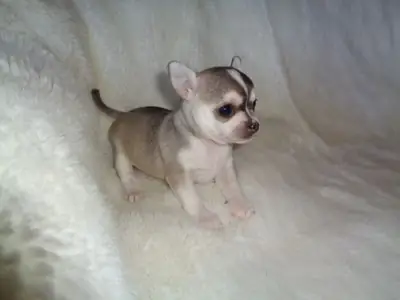Superbe chiot de race chihuahua a donner