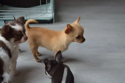 hediye chihuahua yavrusu veriyorum