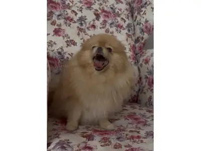 turuncu pomeranian dişi için güvenilir bir yuva aranıyor