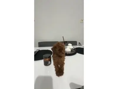 Kahverengi toy poodle erkek yavru