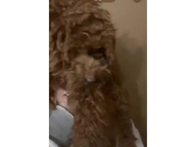 Kahverengi poodle dişi sahiplendirme