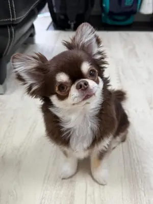 Chihuahua puppies available for rehoming 