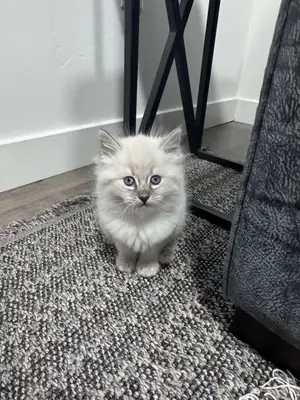 Adorable Purebred Siberian Kittens