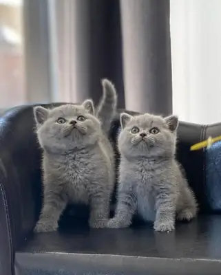Male and Female British Shorthair kittens
