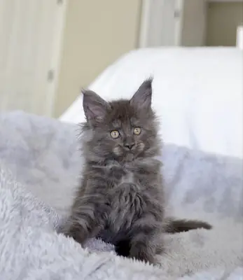 Maine Coon Kittens 