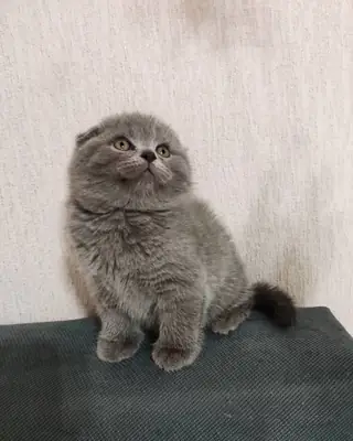 scottish fold kittens