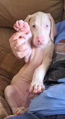 Doberman white/pink male