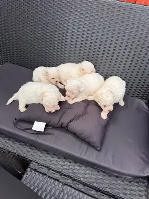 马耳他语