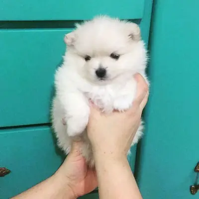 松狮幼犬出售