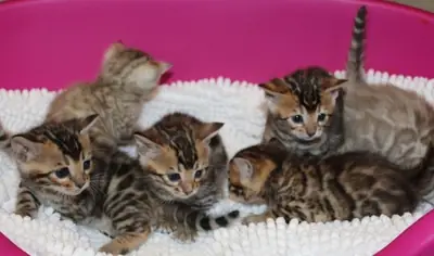 待领养的孟加拉小猫。