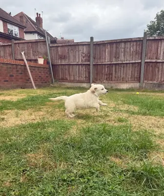 Golden Retriever Puppies — Ready from 2nd August