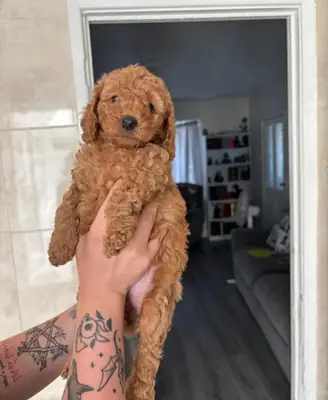 Red Miniature Poodles
