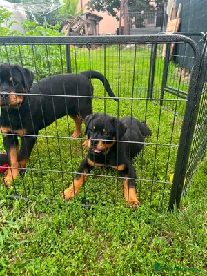 Rottweiler puppies for show & breeding