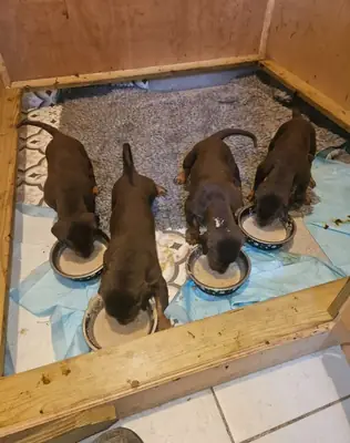 Dobermann puppies Dobermann