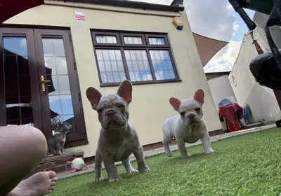 9 weeks old french gorgeus bulldog puppies