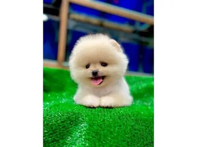 Ev ortamında büyümüş beyaz pomeranian erkek yavru