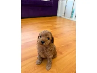 Kahverengi toy poodle erkek yavru