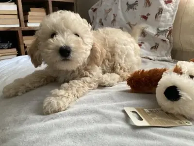 Beyaz yetişkin poodle erkek sahiplendirme