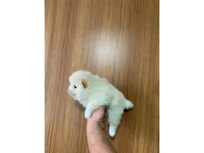 White Pomeranian male raised in a quiet home environment