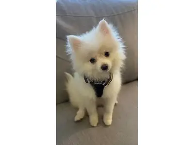 Adult white Pomeranian female looking for a caring home