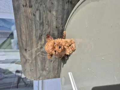 Brown Toy Poodle male with attentive personality