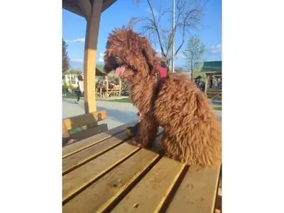 Brown Poodle female ready for a new home