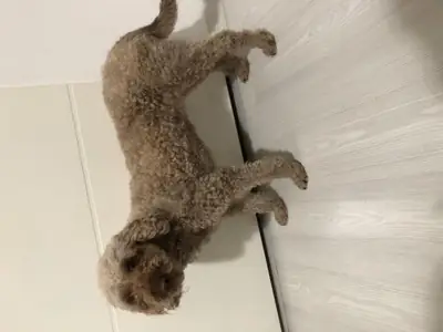 Adult brown Poodle male seeking a stable family