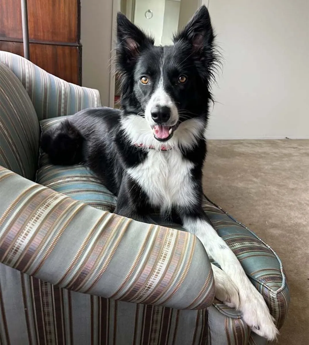 3岁雌性边境牧羊犬