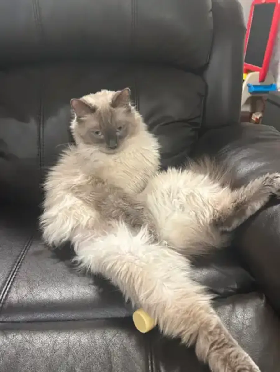 纯种布偶猫幼犬——适合家庭饲养，已完全训练如厕