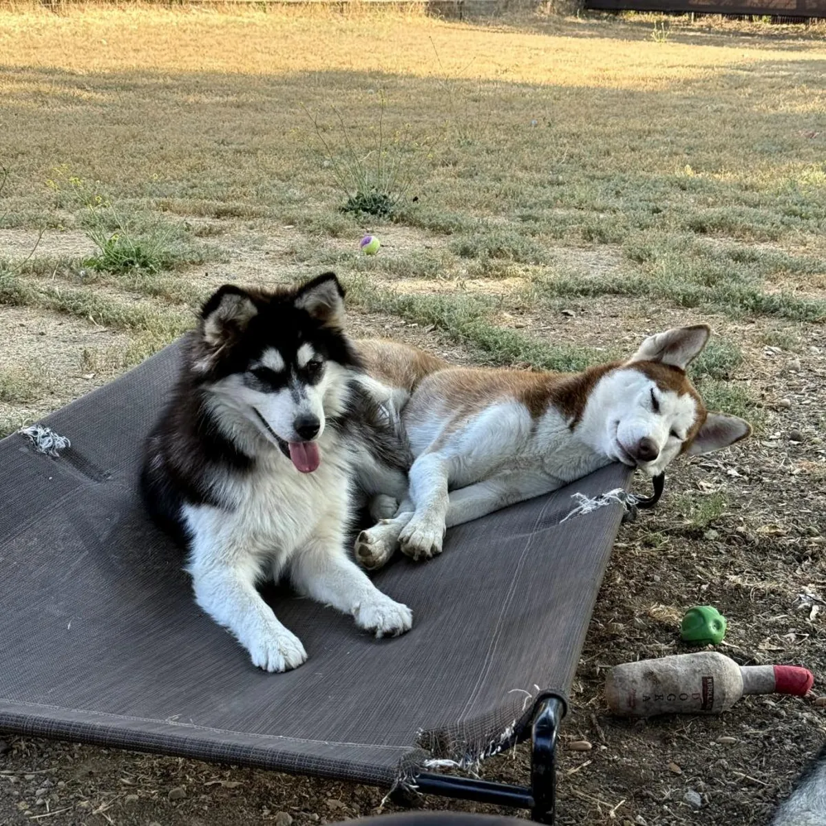 我们正在为我们的西伯利亚哈士奇犬寻找合适的雄性伴侣。