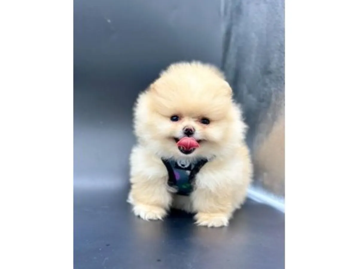 Poméranien mâle blanc élevé à la maison, au caractère calme